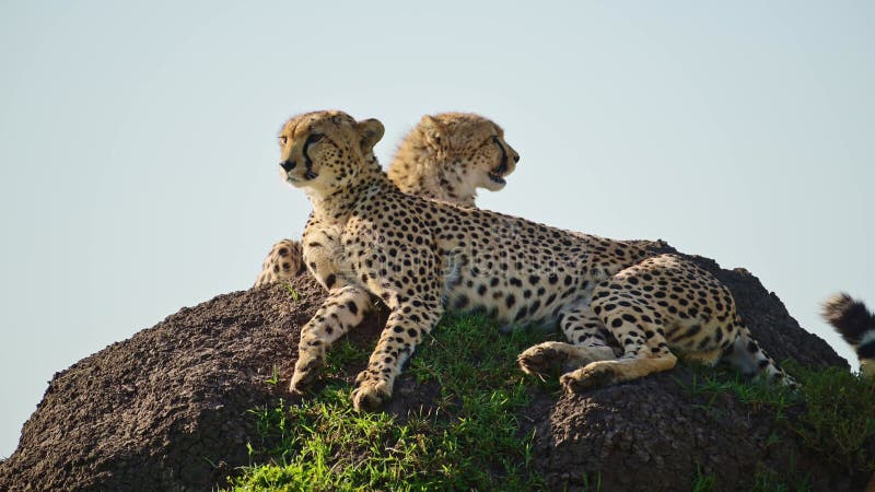 αργή κίνηση της όμορφης αφρικανικής οικογένειας αγριόχοιρου στην αφρική ζώα στο masai mara kenya m