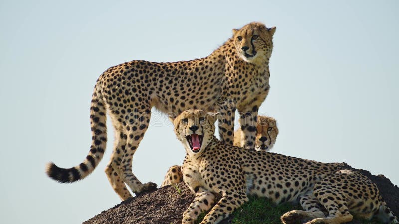 αργή κίνηση τσίτα να γκρινιάζει στην αφρική άγρια ζώα στην μαασάι μαρά κένυα κουρασμένο έλκηθρο