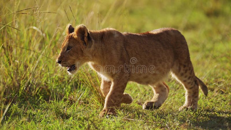 αργή κίνηση χαριτωμένη λιονταρίνα αφρικανική αγριότητα σαφάρι μικρά μωρά ζώα στο maasai mara kenya a