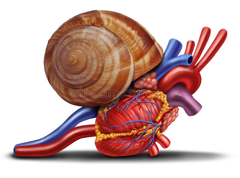 Slow heart rate concept as a snail shell on human anatomy from an unhealthy body as a medical health care symbol of problems with the inner cardiovascular organ. Slow heart rate concept as a snail shell on human anatomy from an unhealthy body as a medical health care symbol of problems with the inner cardiovascular organ.