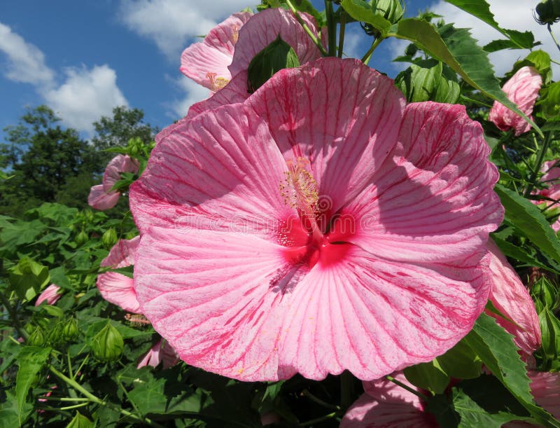 Αρκετά ρόδινο θερινά Hibiscus λουλούδι στοκ φωτογραφίες Αρκετά ρόδινο θερινά Hibiscus λουλούδι στοκ φωτογραφίες