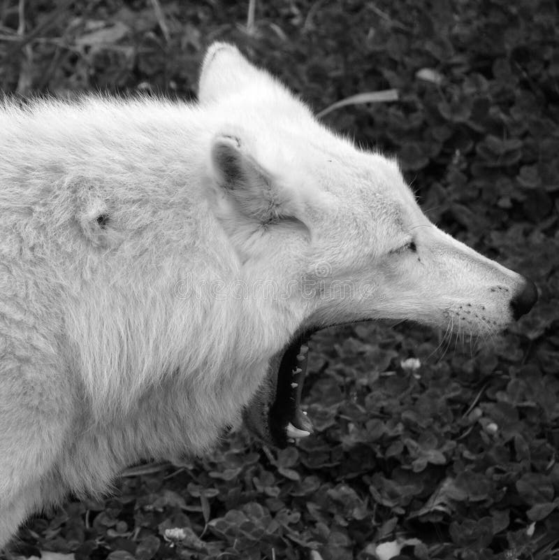 Arctic Wolf or Polar White Wolf, is a subspecies of the Gray Wolf, a mammal of the family Canidae. Arctic Wolves inhabit the Canadian Arctic, Alaska and  Greenland. Arctic Wolf or Polar White Wolf, is a subspecies of the Gray Wolf, a mammal of the family Canidae. Arctic Wolves inhabit the Canadian Arctic, Alaska and  Greenland.