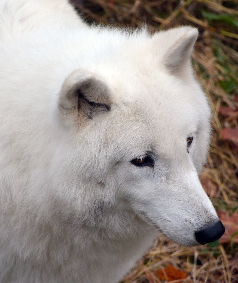 Arctic Wolf or Polar White Wolf, is a subspecies of the Gray Wolf, a mammal of the family Canidae. Arctic Wolves inhabit the Canadian Arctic, Alaska and  Greenland. Arctic Wolf or Polar White Wolf, is a subspecies of the Gray Wolf, a mammal of the family Canidae. Arctic Wolves inhabit the Canadian Arctic, Alaska and  Greenland.