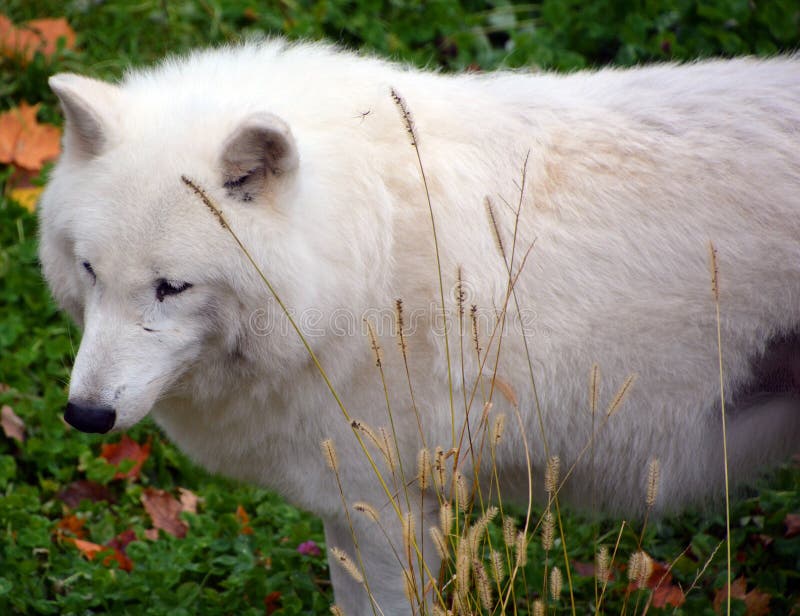 Arctic Wolf or Polar White Wolf, is a subspecies of the Gray Wolf, a mammal of the family Canidae. Arctic Wolves inhabit the Canadian Arctic, Alaska and  Greenland. Arctic Wolf or Polar White Wolf, is a subspecies of the Gray Wolf, a mammal of the family Canidae. Arctic Wolves inhabit the Canadian Arctic, Alaska and  Greenland.