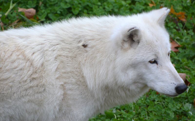 Arctic Wolf or Polar White Wolf, is a subspecies of the Gray Wolf, a mammal of the family Canidae. Arctic Wolves inhabit the Canadian Arctic, Alaska and  Greenland. Arctic Wolf or Polar White Wolf, is a subspecies of the Gray Wolf, a mammal of the family Canidae. Arctic Wolves inhabit the Canadian Arctic, Alaska and  Greenland.