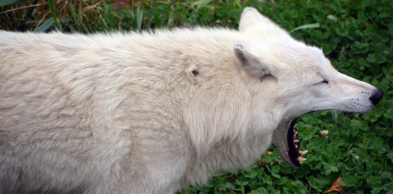 Arctic Wolf or Polar White Wolf, is a subspecies of the Gray Wolf, a mammal of the family Canidae. Arctic Wolves inhabit the Canadian Arctic, Alaska and  Greenland. Arctic Wolf or Polar White Wolf, is a subspecies of the Gray Wolf, a mammal of the family Canidae. Arctic Wolves inhabit the Canadian Arctic, Alaska and  Greenland.