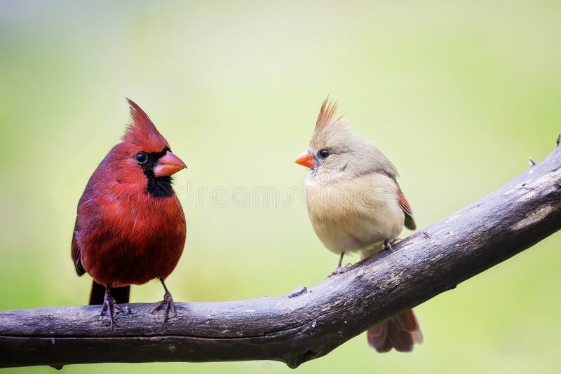 Two cardinal love birds perched on a tree limb, both the male and the female in the springtime. Two cardinal love birds perched on a tree limb, both the male and the female in the springtime.