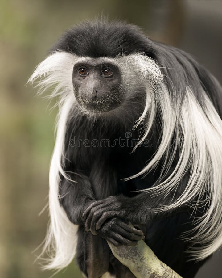 Πίθηκος Colobus στοκ εικόνες με δικαίωμα ελεύθερης χρήσης