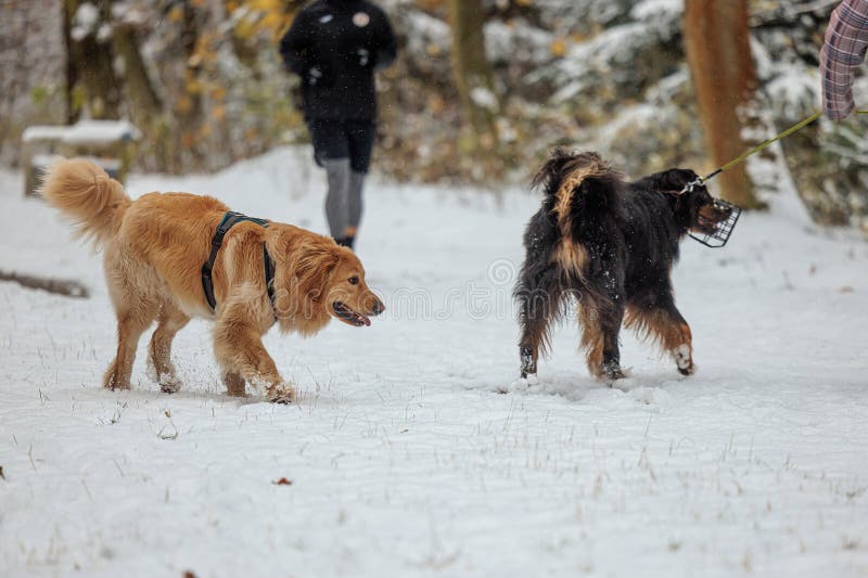 hovawart, hovie black and gold marked dog light and dark. hovawart, hovie black and gold marked dog light and dark