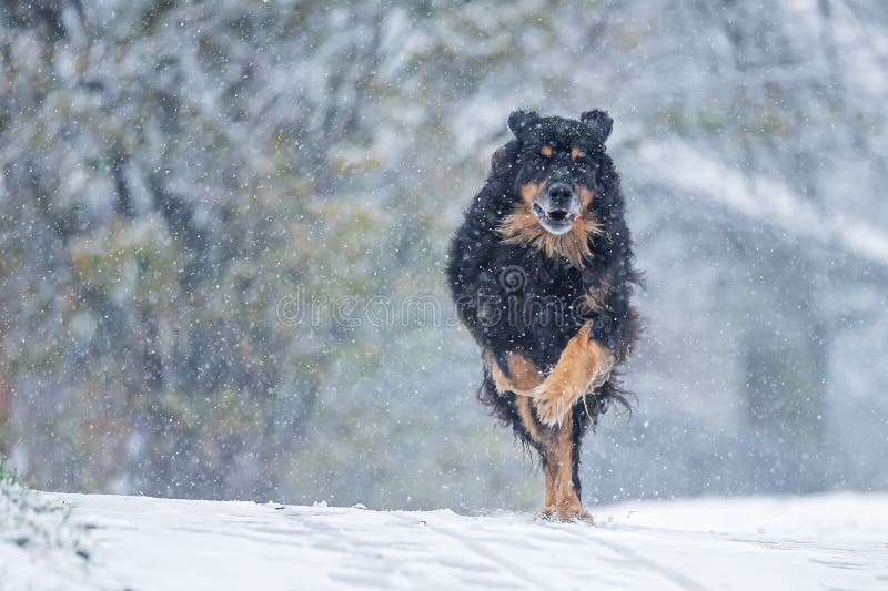 hovawart, hovie black and gold marked dog running in heavy snowfall. hovawart, hovie black and gold marked dog running in heavy snowfall