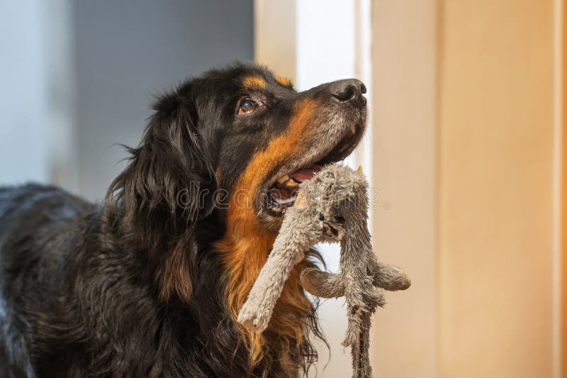 hovawart, hovie black and gold marked dog with a toy on the tooth. hovawart, hovie black and gold marked dog with a toy on the tooth