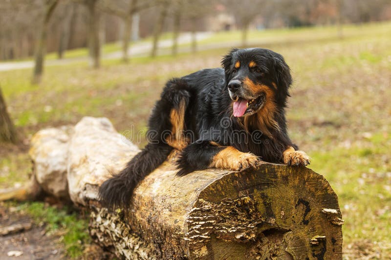 hovawart, hovie black and gold marked dog lying on an old fallen log. hovawart, hovie black and gold marked dog lying on an old fallen log