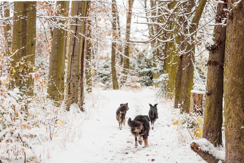 hovawart, hovie black and gold marked the pack runs in the snowy forest. hovawart, hovie black and gold marked the pack runs in the snowy forest