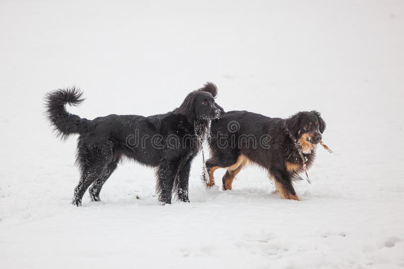 hovawart, hovie black and gold marked dog two chasing each other in the snow. hovawart, hovie black and gold marked dog two chasing each other in the snow