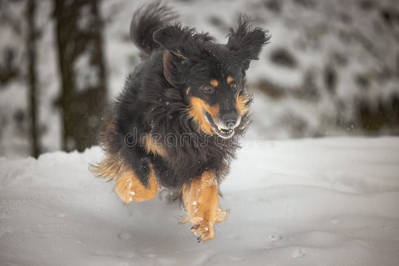 hovawart, hovie black and gold marked dog playing in the deep snow. hovawart, hovie black and gold marked dog playing in the deep snow