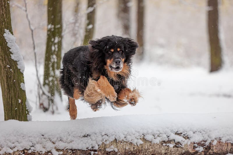 hovawart, hovie black and gold marked dog jumping over the snow in the forest. hovawart, hovie black and gold marked dog jumping over the snow in the forest