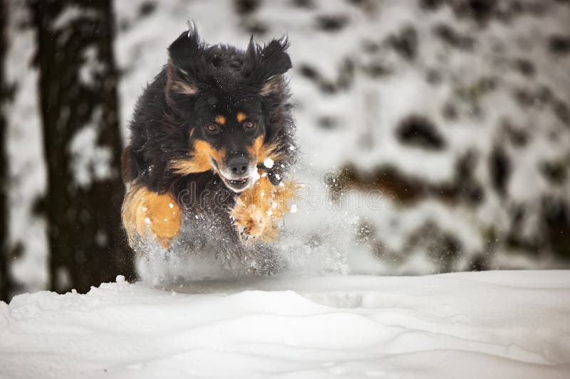 hovawart, hovie black and gold marked dog jumping in the deep snow. hovawart, hovie black and gold marked dog jumping in the deep snow