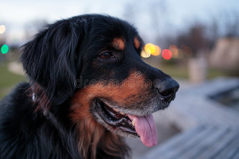 hovawart, hovie black and gold marked dog outside at dusk. hovawart, hovie black and gold marked dog outside at dusk