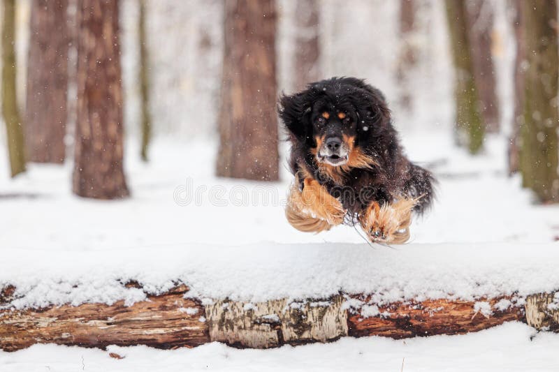 hovawart, hovie black and gold marked dog jumping over a snowy log. hovawart, hovie black and gold marked dog jumping over a snowy log