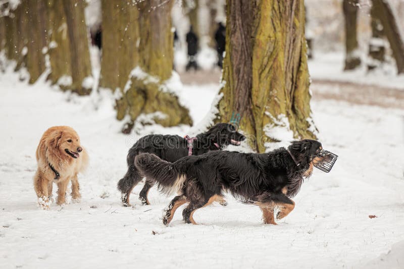 hovawart, hovie black and gold marked in a snowy park. hovawart, hovie black and gold marked in a snowy park