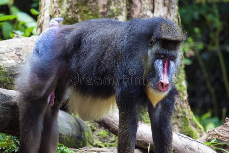 Αρσενικό Mandrill στοκ φωτογραφία με δικαίωμα ελεύθερης χρήσης Αρσενικό Mandrill στοκ φωτογραφία με δικαίωμα ελεύθερης χρήσης