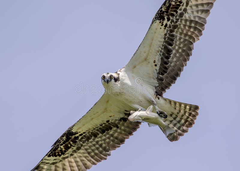 Αρσενικό Osprey με ένα ψάρι στοκ φωτογραφία με δικαίωμα ελεύθερης χρήσης Αρσενικό Osprey με ένα ψάρι στοκ φωτογραφία με δικαίωμα ελεύθερης χρήσης
