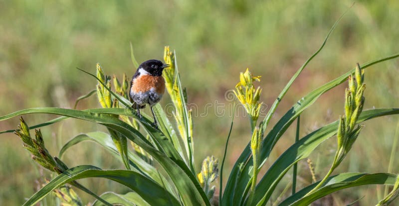 Αρσενικό αφρικανικό stonechat που σκαρφαλώνει σε έναν θάμνο Αρσενικό αφρικανικό stonechat που σκαρφαλώνει σε έναν θάμνο