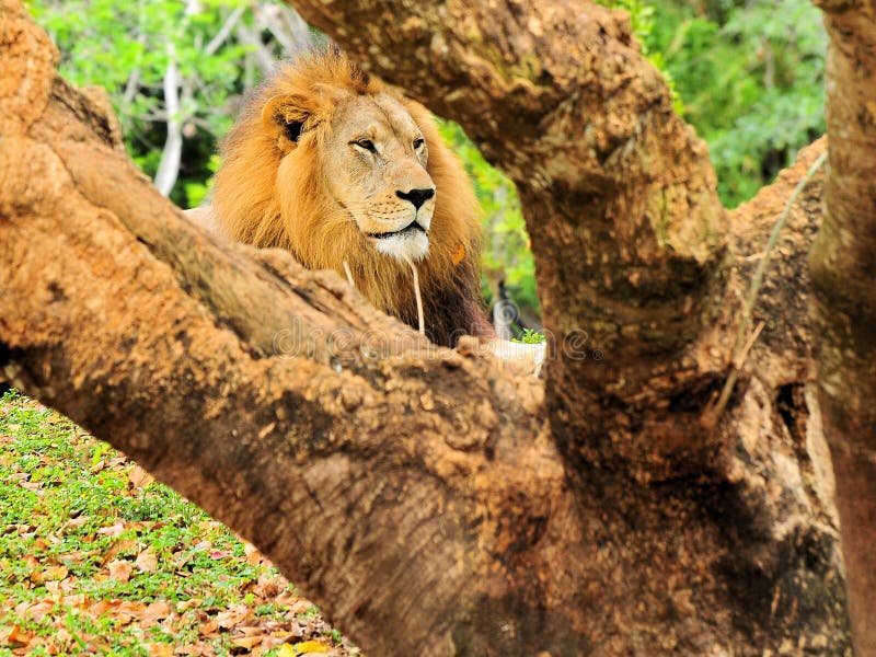 Αρσενικό λιοντάρι (leo Panthera) πίσω από το δέντρο στοκ φωτογραφία Αρσενικό λιοντάρι (leo Panthera) πίσω από το δέντρο στοκ φωτογραφία