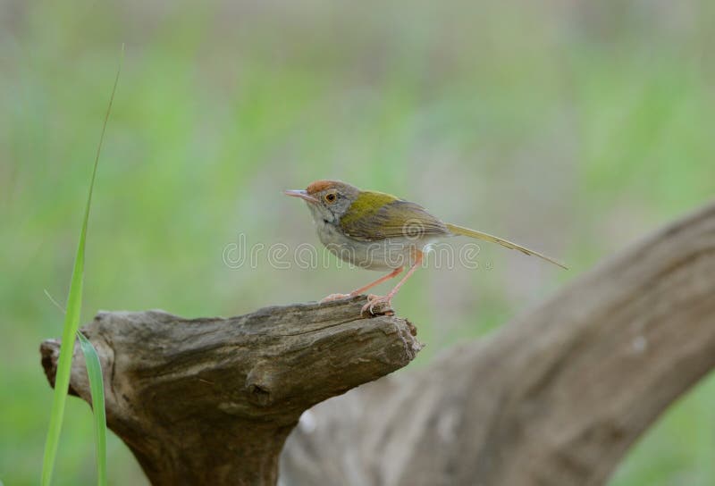 Αρσενικό κοινό tailorbird στοκ φωτογραφία με δικαίωμα ελεύθερης χρήσης