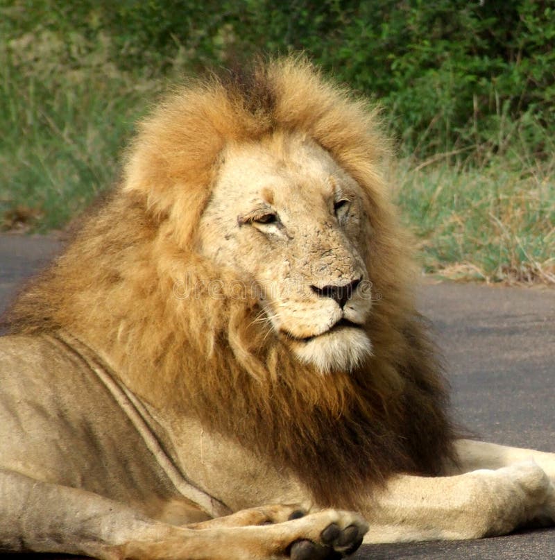 A male lion in a game reserve in South Africa. A male lion in a game reserve in South Africa