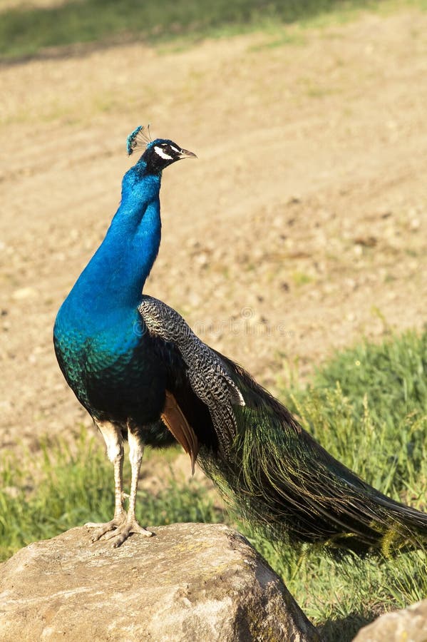 Αρσενικό πουλί Peacock που στέκεται ενυδατώνοντας το άγριο ζώο βράχου ήλιων