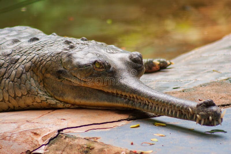 Αρσενικός κροκόδειλος Gharial που σέρνεται στο ζωολογικό κήπο Arignar Anna σε Chennai, στοκ φωτογραφίες με δικαίωμα ελεύθερης χρήσης Αρσενικός κροκόδειλος Gharial που σέρνεται στο ζωολογικό κήπο Arignar Anna σε Chennai, στοκ φωτογραφίες με δικαίωμα ελεύθερης χρήσης