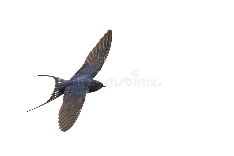 First swallow in flight isolated on white,the first step, migration of birds, the first spring bird swallow. First swallow in flight isolated on white,the first step, migration of birds, the first spring bird swallow