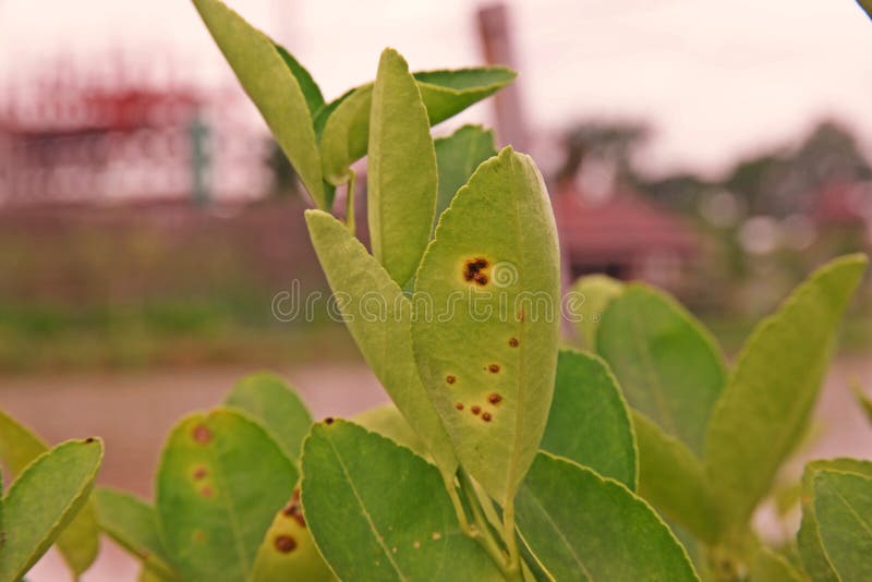 Lime, lemon canker disease causes by bacteria,fruit canker. major disease of citrus plant family, plant disease. Lime, lemon canker disease causes by bacteria,fruit canker. major disease of citrus plant family, plant disease