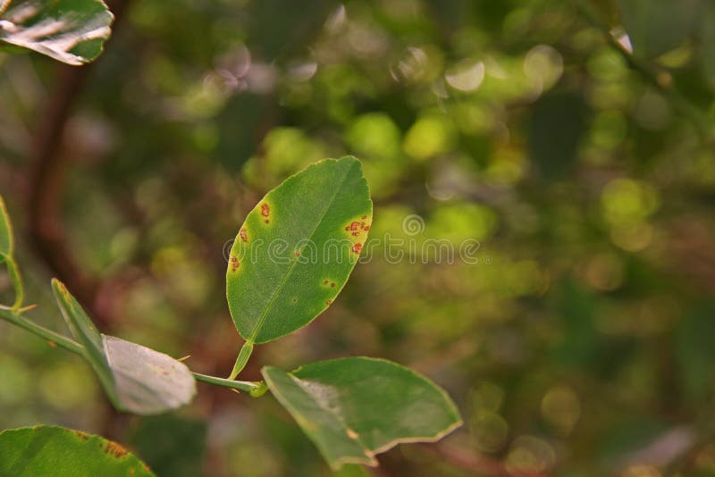 Lime, lemon canker disease causes by bacteria,fruit canker. major disease of citrus plant family. Lime, lemon canker disease causes by bacteria,fruit canker. major disease of citrus plant family