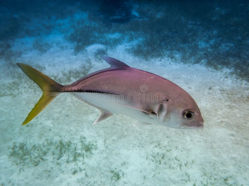 Silver horse eye jack fish with yellow tail Caranx latus in caribbean sea near Caye Caulker, Belize. Silver horse eye jack fish with yellow tail Caranx latus in caribbean sea near Caye Caulker, Belize