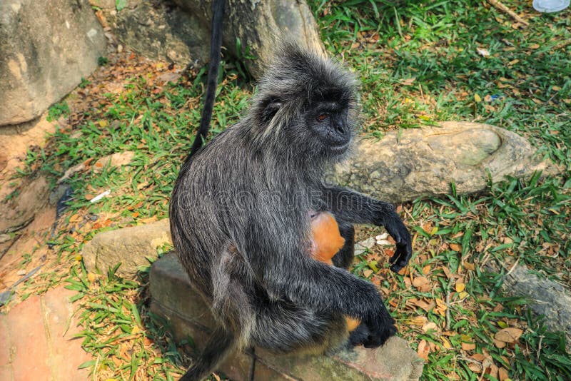 Ασημωμένη συνεδρίαση cristatus Trachypithecus πιθήκων φύλλων στη ρίζα του δέντρου σε ένα υπαίθριο πάρκο στοκ εικόνα με δικαίωμα ελεύθερης χρήσης Ασημωμένη συνεδρίαση cristatus Trachypithecus πιθήκων φύλλων στη ρίζα του δέντρου σε ένα υπαίθριο πάρκο στοκ εικόνα με δικαίωμα ελεύθερης χρήσης