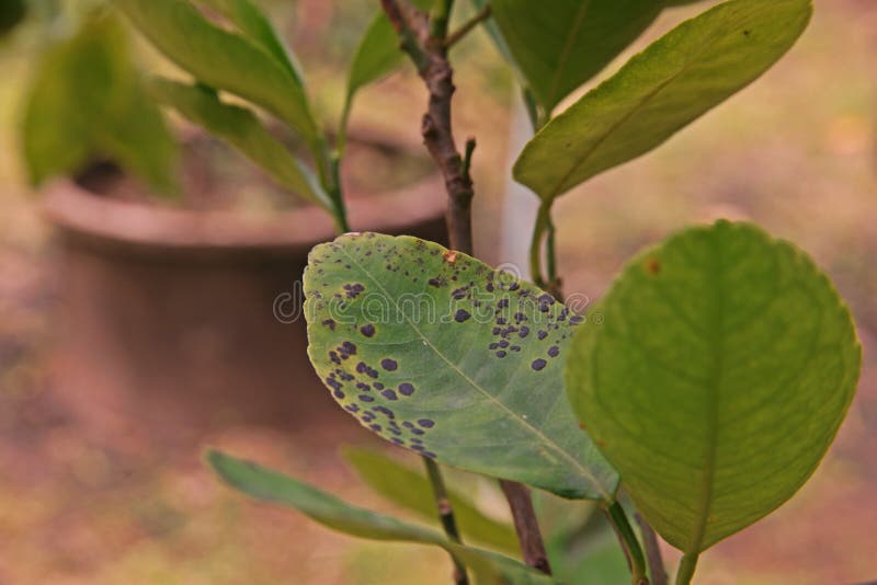 lime disease, leaf disease causes by fungi, melanose disease,cause yield lose. lime disease, leaf disease causes by fungi, melanose disease,cause yield lose