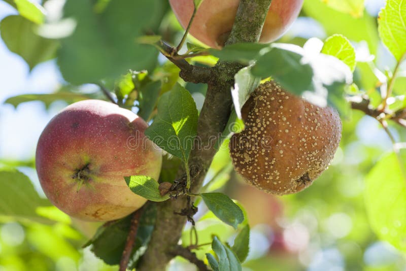 Ασθένεια μονιλιών της Apple στοκ φωτογραφίες με δικαίωμα ελεύθερης χρήσης
