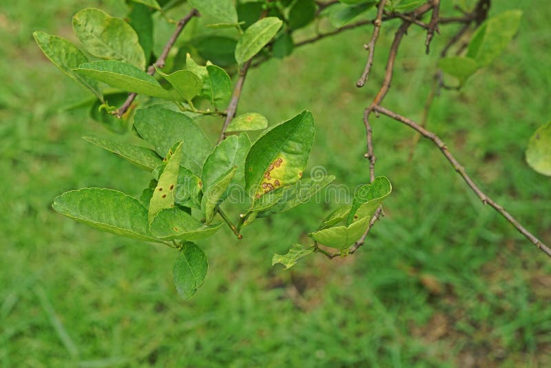 Plant disease on lime leaves, canker causes by bacteria, major citrus disease. Plant disease on lime leaves, canker causes by bacteria, major citrus disease