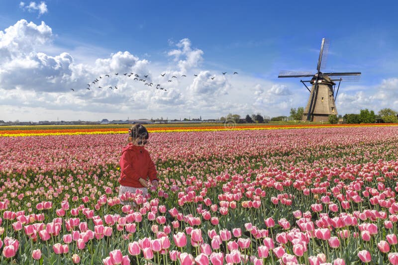 Little asian girl farming in tulips farm landscape with pink red tulips and a windmill. Little asian girl farming in tulips farm landscape with pink red tulips and a windmill