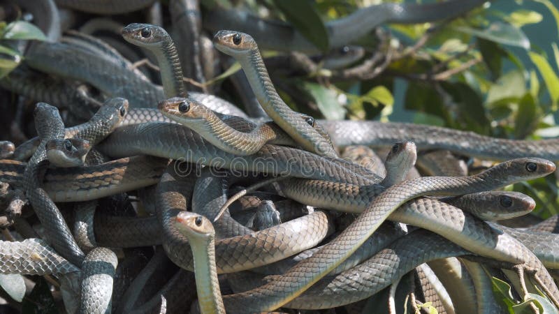 Ασιατικά φίδια αρουραίων