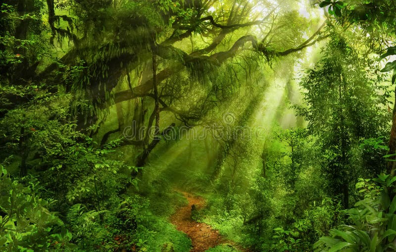 Asian rain forest with sun rays. Asian rain forest with sun rays