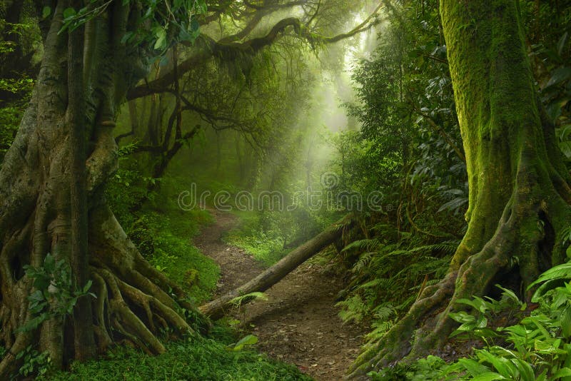 Asian rain forest with sun rays. Asian rain forest with sun rays