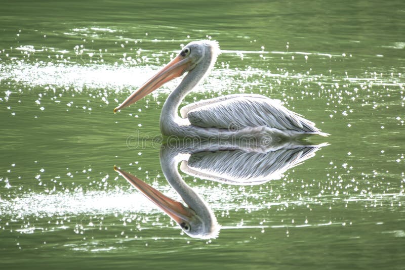 ασιατικό openbill στοκ εικόνα με δικαίωμα ελεύθερης χρήσης