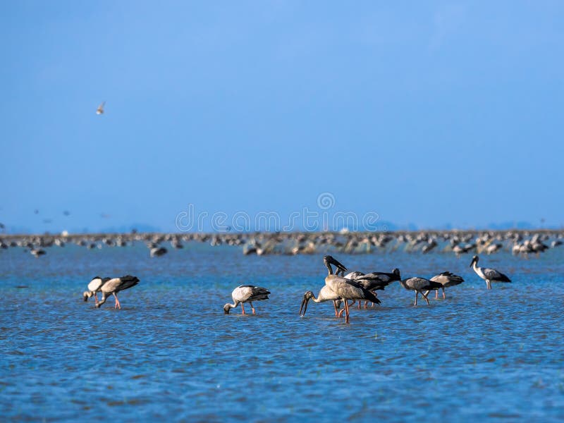 ασιατικό openbill στοκ φωτογραφία με δικαίωμα ελεύθερης χρήσης
