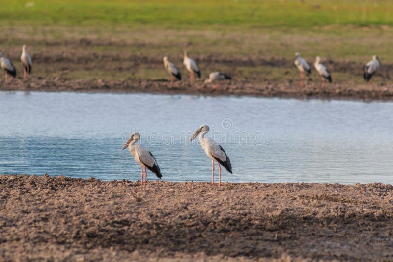 Ασιατικό openbill ή ασιατικός πελαργός openbill στοκ φωτογραφίες