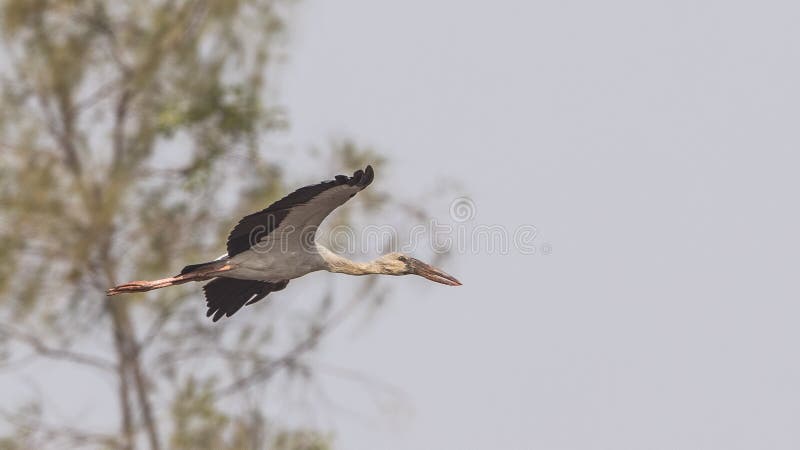 Ασιατικό Openbill που πετά πριν από το δέντρο στοκ φωτογραφίες με δικαίωμα ελεύθερης χρήσης