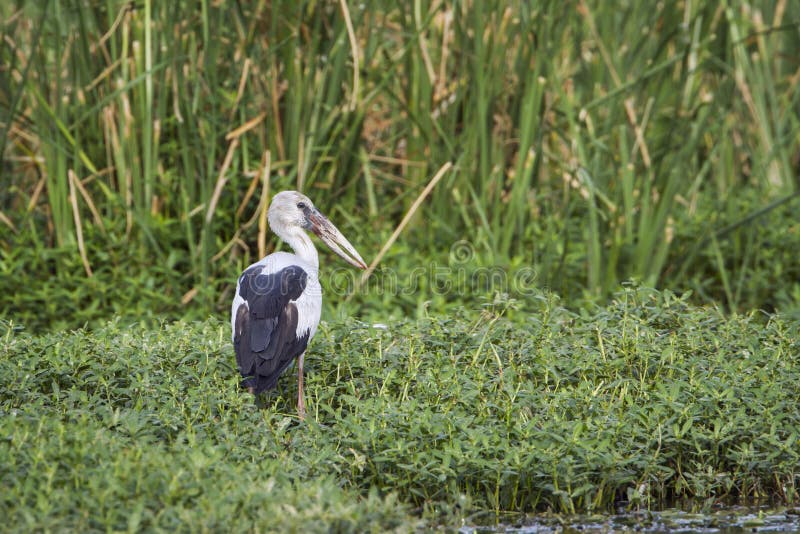 Ασιατικό openbill στο εθνικό πάρκο Bundala, Σρι Λάνκα στοκ φωτογραφίες