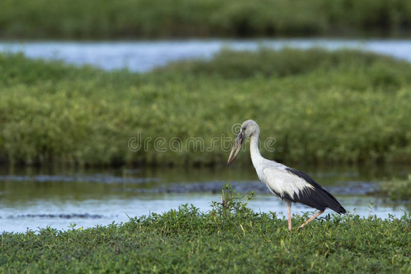Ασιατικό openbill στο εθνικό πάρκο Bundala, Σρι Λάνκα στοκ φωτογραφίες με δικαίωμα ελεύθερης χρήσης
